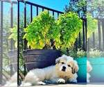 Small Photo #9 Great Pyrenees Puppy For Sale in ALTAVISTA, VA, USA