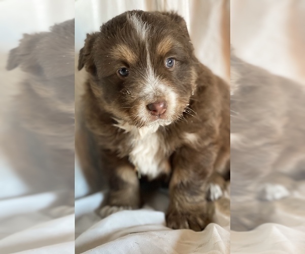 Medium Photo #5 Australian Shepherd Puppy For Sale in PELKIE, MI, USA
