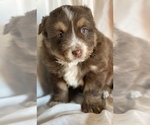 Small Photo #5 Australian Shepherd Puppy For Sale in PELKIE, MI, USA