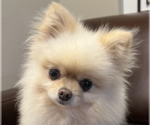 Pomeranian Dogs for adoption in San Ramon, CA, USA