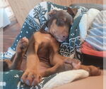 Small #3 Doberman Pinscher Mix