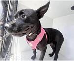 Small Labrador Retriever Mix