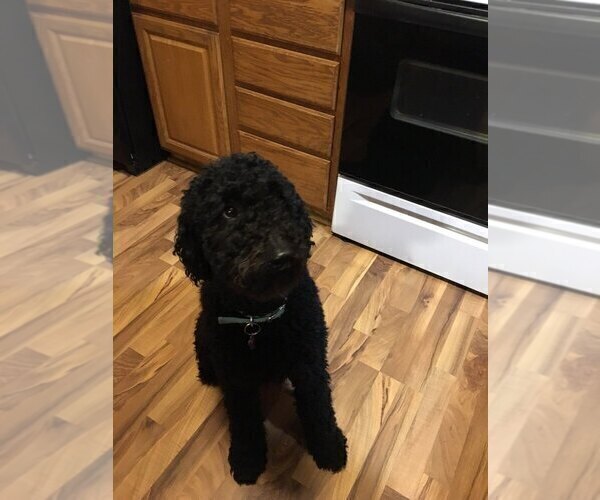 Medium Photo #1 Labradoodle Puppy For Sale in ATHENS, WI, USA