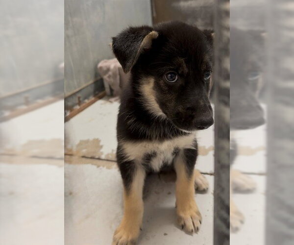 Medium Photo #1 German Shepherd Dog Puppy For Sale in Conroe, TX, USA