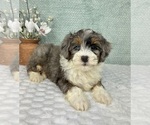 Small #2 Bernedoodle (Miniature)