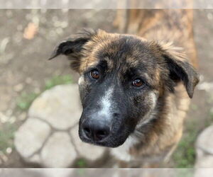 Australian Shepherd-Unknown Mix Dogs for adoption in Tulsa, OK, USA