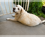 Small #2 Labrador Retriever