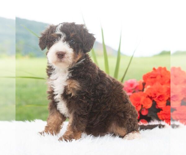 Medium Photo #3 Bernedoodle (Miniature) Puppy For Sale in NEWPORT, PA, USA