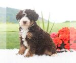 Small #2 Bernedoodle (Miniature)