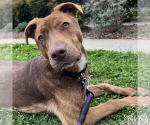 Raybans - Male Labrador Retriever-Unknown Mix Dog for Adoption - Photo #4