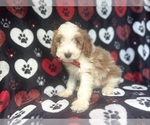 Small #8 Cavapoo