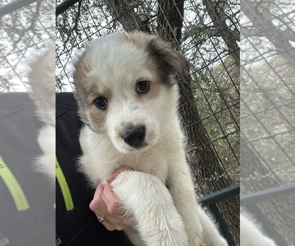 Medium Photo #3 Great Pyrenees-Unknown Mix Puppy For Sale in Oak Bluffs, MA, USA