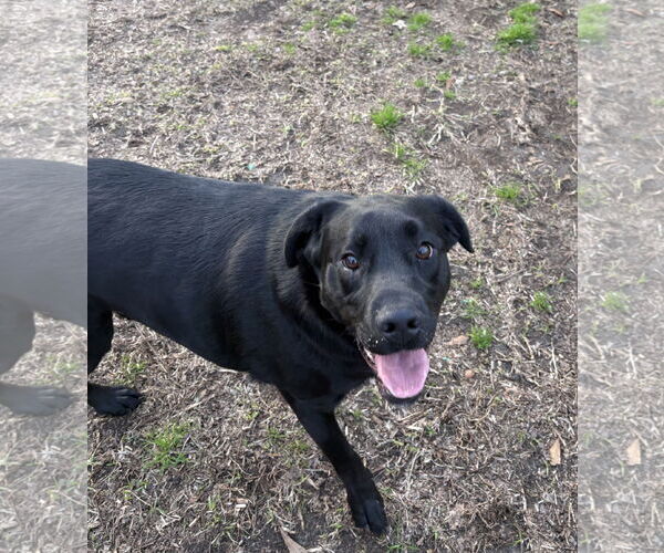 Medium Photo #7 Mutt Puppy For Sale in Rockaway, NJ, USA