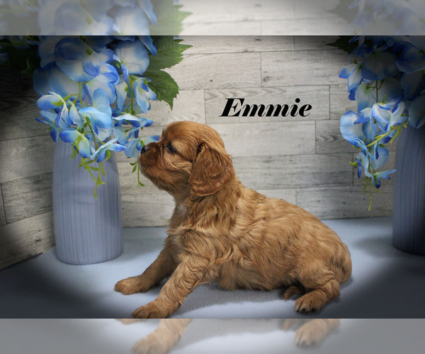 Medium Photo #14 Cavalier King Charles Spaniel Puppy For Sale in CHANUTE, KS, USA