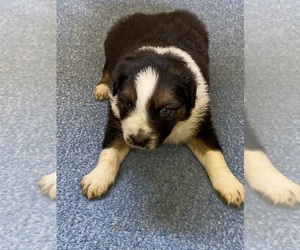 Australian Shepherd Puppy for sale in BEULAVILLE, NC, USA