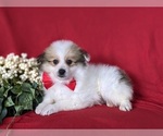 Small Photo #5 Pomeranian Puppy For Sale in OXFORD, PA, USA