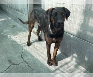 Plott Hound-Unknown Mix Dogs for adoption in Pasadena, CA, USA