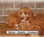 Small #3 Cavapoo