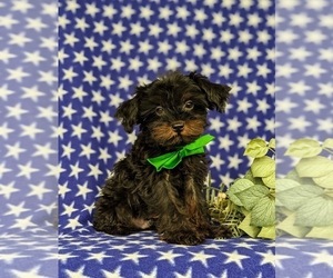 Poodle (Toy)-Yorkshire Terrier Mix Puppy for sale in OXFORD, PA, USA