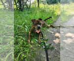 Small #3 American Staffordshire Terrier-Boxer Mix