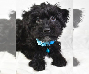 YorkiePoo Puppy for sale in LOWELL, MA, USA