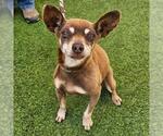 Small Chihuahua
