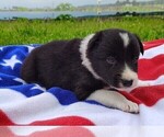 Small Photo #84 Border Collie Puppy For Sale in NORBORNE, MO, USA