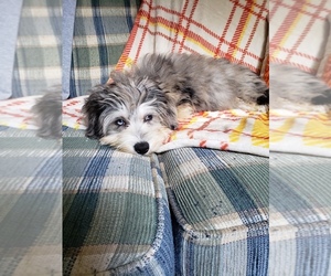 Aussiedoodle Miniature  Puppy for sale in LAKEWOOD, NY, USA