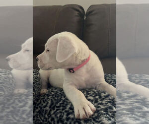 Dogo Argentino Puppy for sale in ODESSA, TX, USA