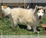 Small #1 Alaskan Malamute