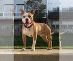 Small #2 American Pit Bull Terrier
