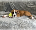 Small Photo #56 Boxer Puppy For Sale in WEST COLUMBIA, SC, USA