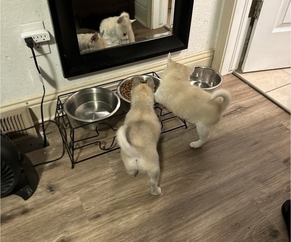 Medium Photo #188 Pomsky Puppy For Sale in LOVELAND, CO, USA
