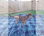 Small #1 Dachshund Mix