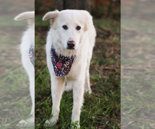 Medium Photo #7 Great Pyrenees Puppy For Sale in Dallas, TX, USA