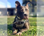 Small #2 Staffordshire Bull Terrier