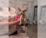 GIZMO - Male Chihuahua Dog for Adoption - Small photo