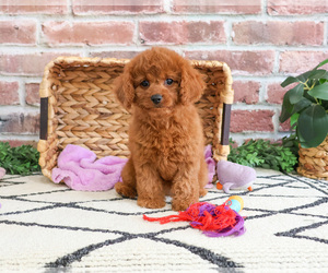 Cavapoo Puppy for sale in SYRACUSE, IN, USA