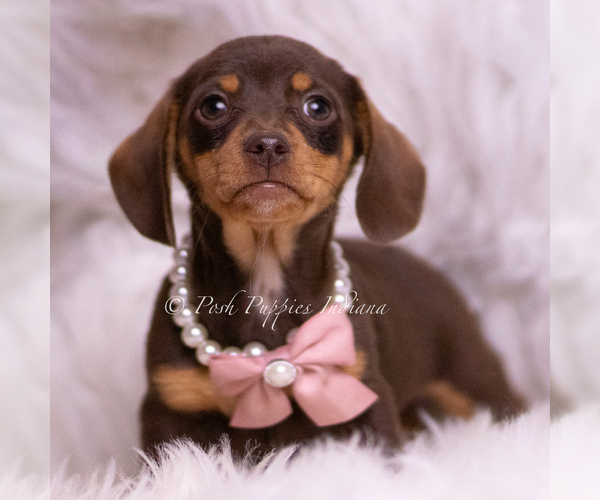 Medium Photo #60 Dachshund Puppy For Sale in WARSAW, IN, USA