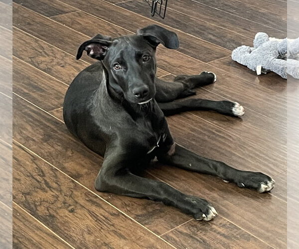 Medium Photo #3 Labrador Retriever-Unknown Mix Puppy For Sale in Queen Creek, AZ, USA