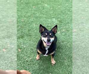 Mutt Dogs for adoption in oakland, FL, USA