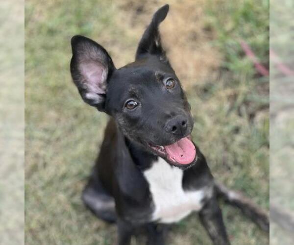 Medium Photo #15 Labrador Retriever-Unknown Mix Puppy For Sale in San Diego, CA, USA