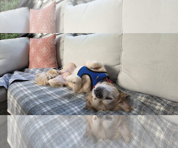 Medium Photo #7 Pekingese Puppy For Sale in Arlington, VA, USA