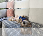 Small #6 Pekingese