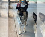Small German Shepherd Dog