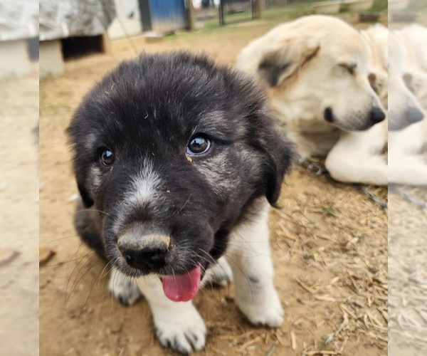 Medium Photo #16 Anatolian Shepherd Puppy For Sale in CUMBY, TX, USA