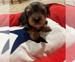 Small #9 Yorkshire Terrier