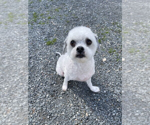 Medium Photo #4 Shih-Poo Puppy For Sale in Oak Bluffs, MA, USA