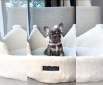 Small Photo #2 French Bulldog Puppy For Sale in SCOTTSDALE, AZ, USA
