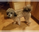 Small Photo #1 Goldendoodle-Poodle (Toy) Mix Puppy For Sale in BLACK FOREST, CO, USA